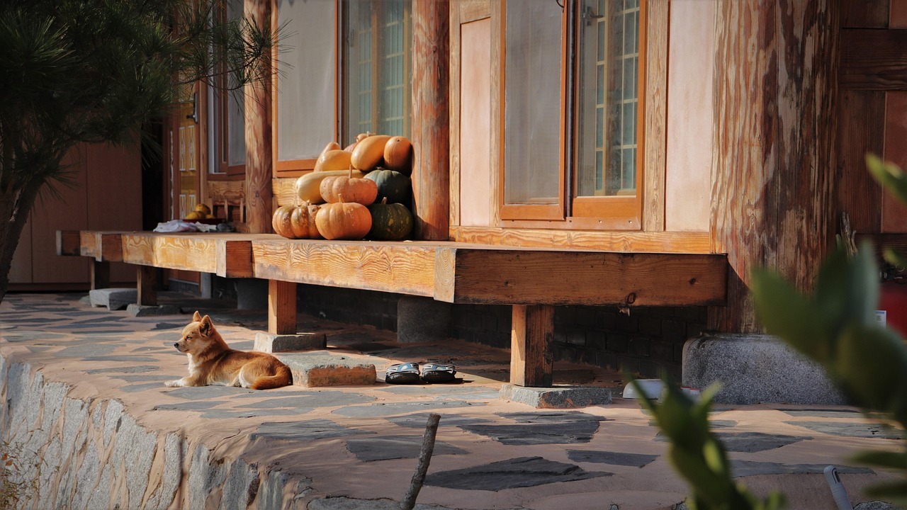 Dog, break, sunshine — Miele Ovens: Precision Cooking at Its Best